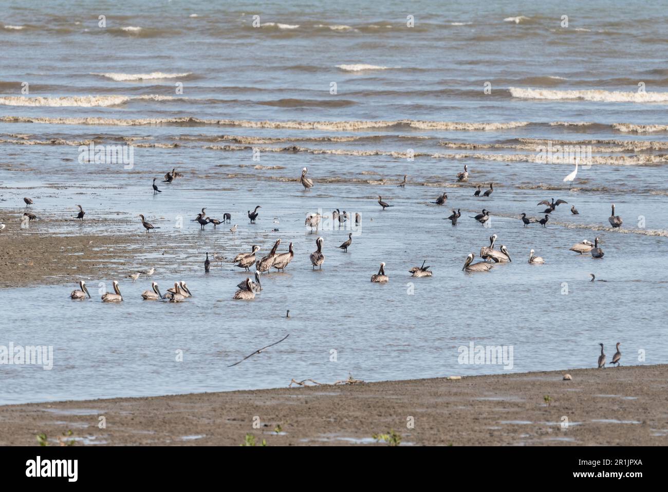 Brown Pelicans (Pelecanus occidentalis) on the beach in Panama Stock Photo