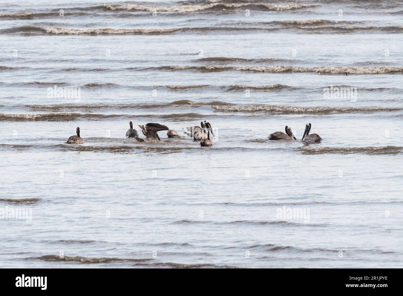Swimming Brown Pelicans (Pelecanus occidentalis) on the coast in Panama Stock Photo