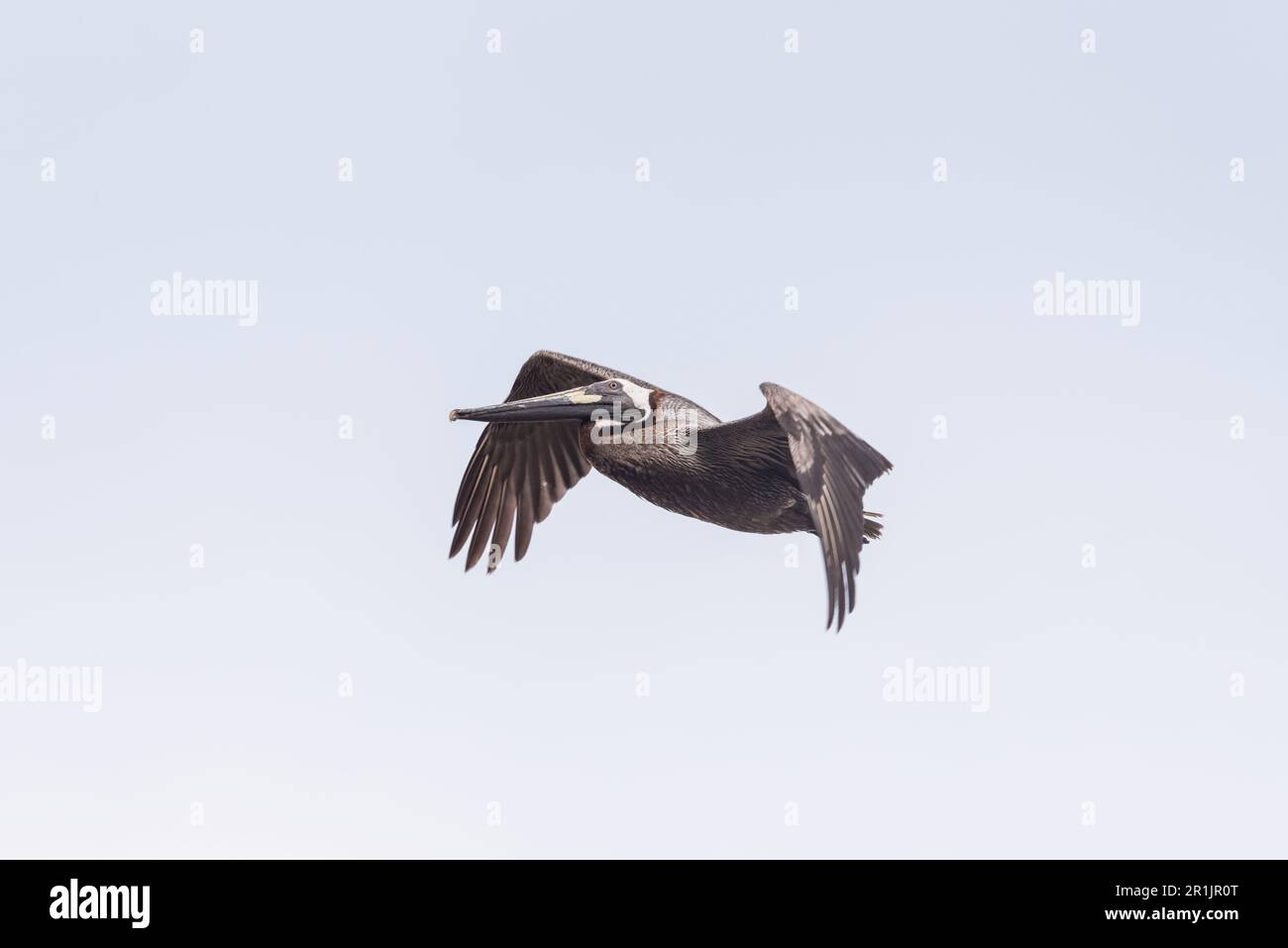 A flying Brown Pelican (Pelecanus occidentalis), Panama Stock Photo