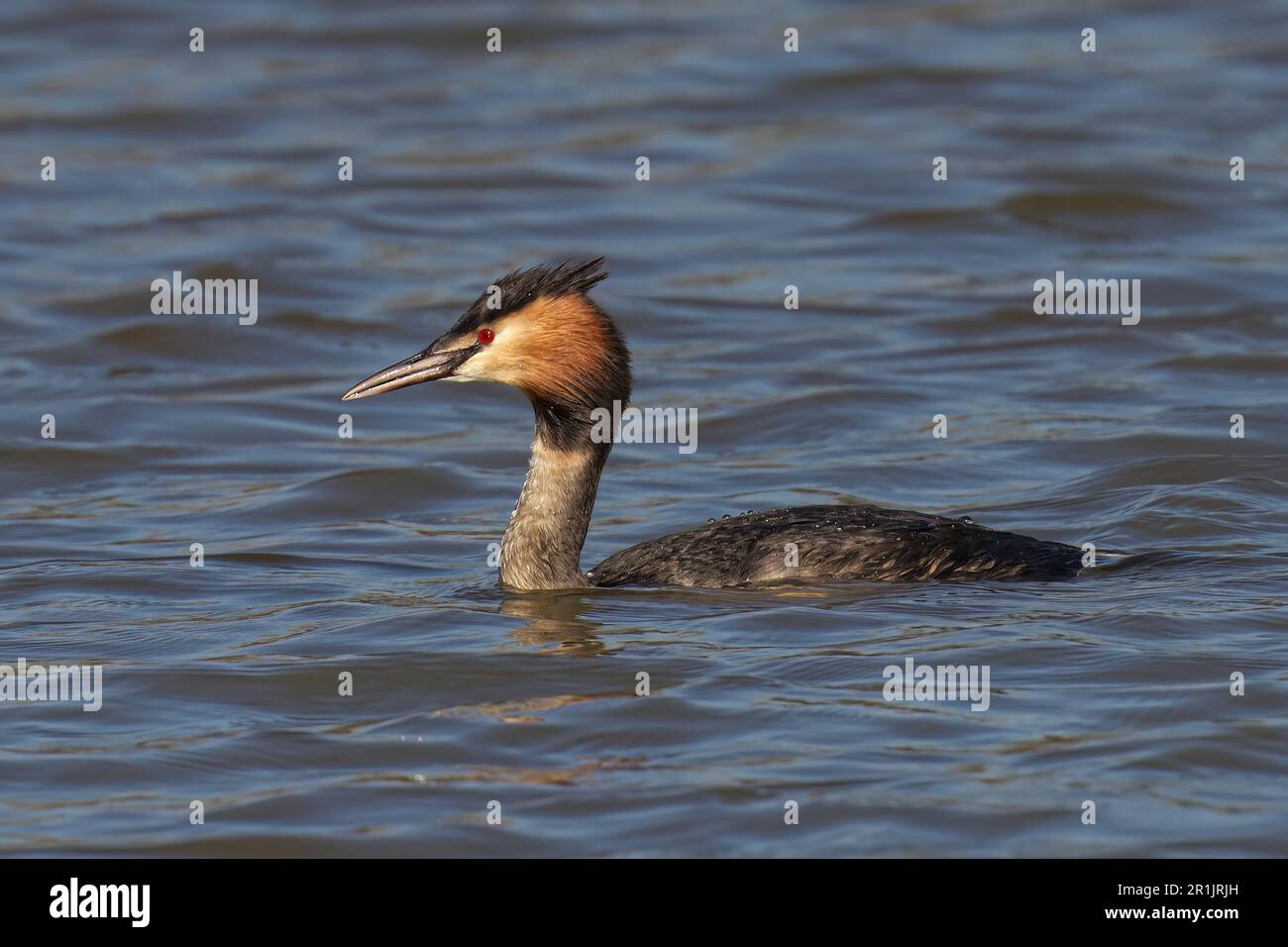 Grebe Head A Great Crested Grebe swimming in a body of water, with its head and ...