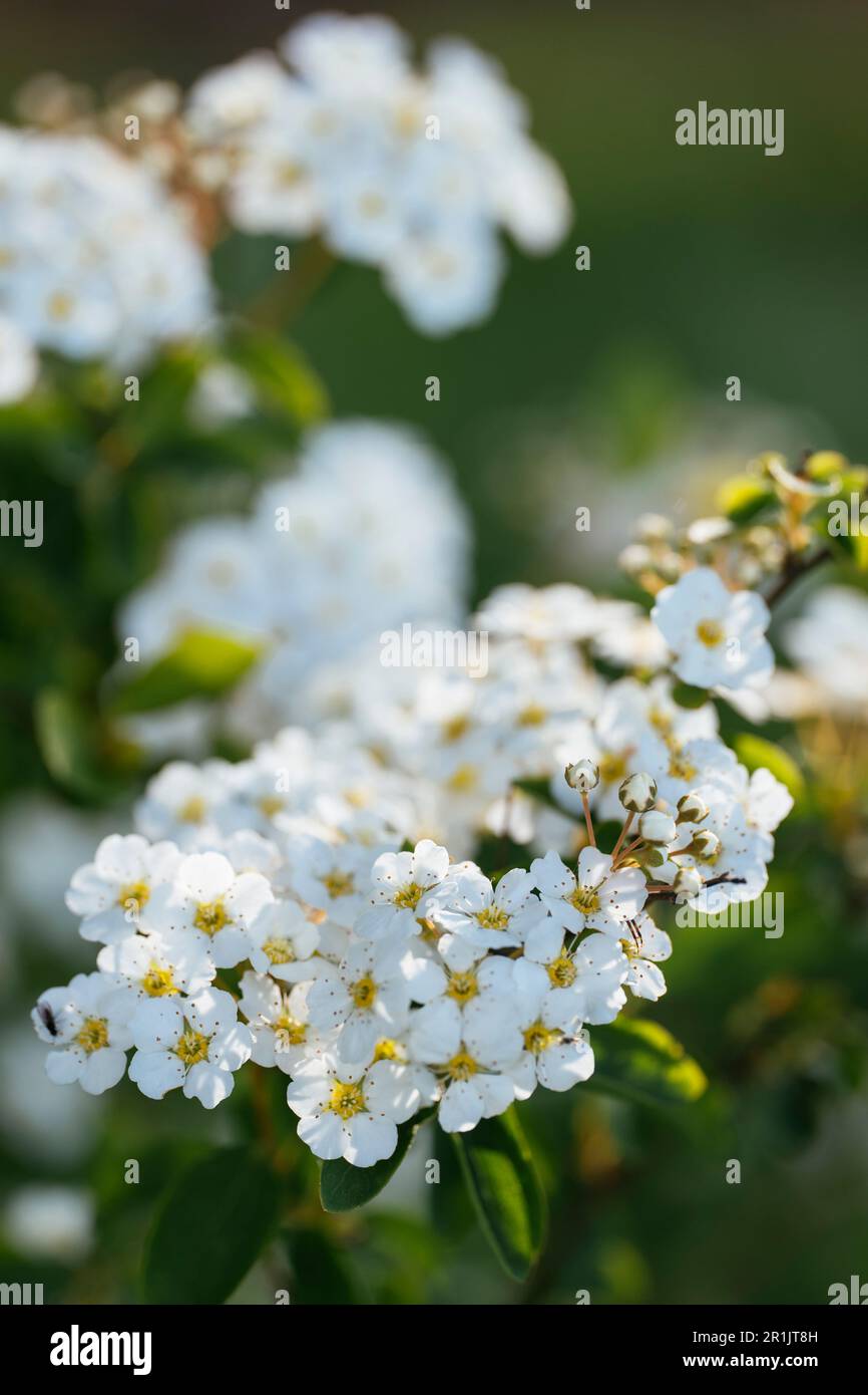 Blooming Bridal Wreath (Spiraea x vanhouttei) shrub in spring. Stock Photo