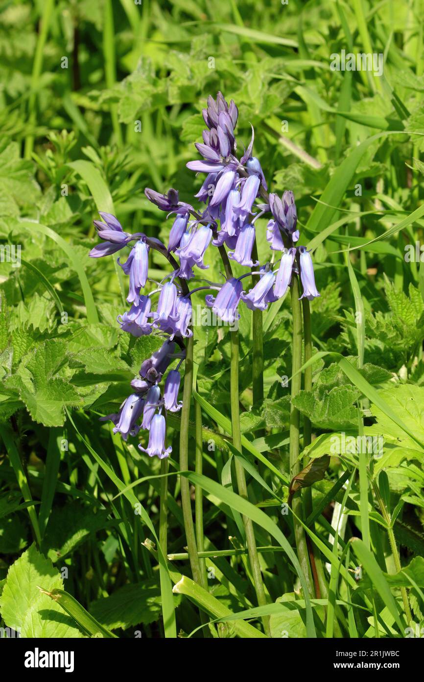 Wild hyacinth hi-res stock photography and images - Alamy