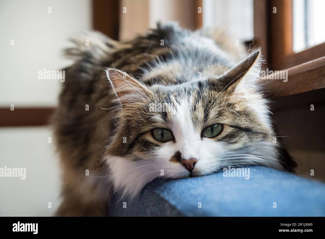 A closeup of a beautiful tabby domestic cat with long fur and green eyes laying on the back of a dark blue sofa and staring at the camera. Horizontal Stock Photo