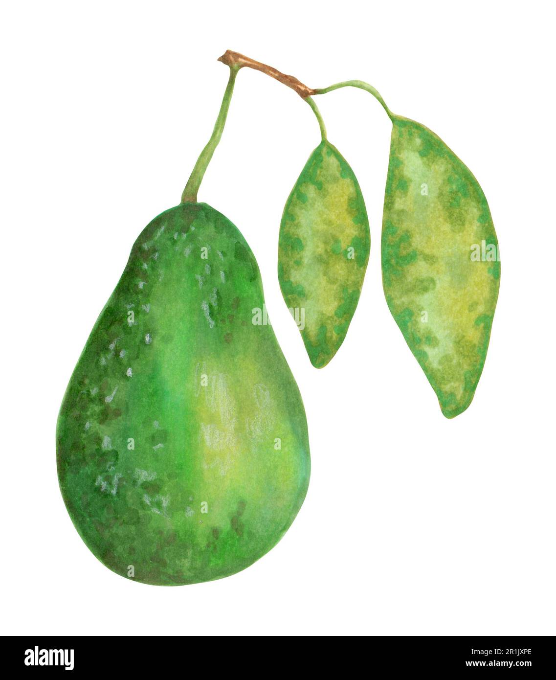 Avocado with leaf, isolated design element. Green avocado with leaves. Stock Photo
