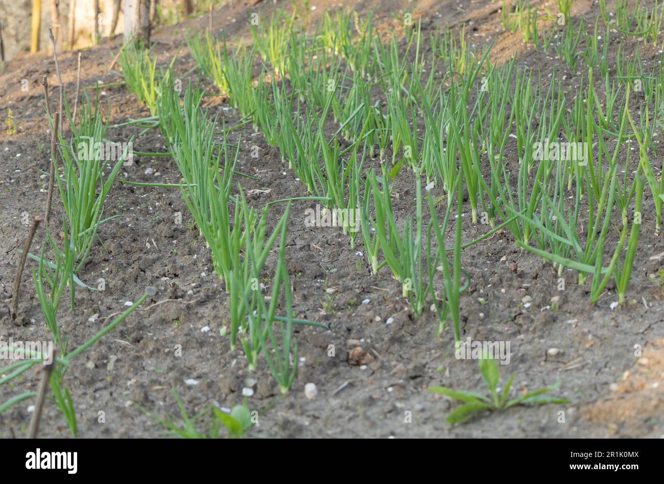 Fresh Crisp Growing Green Onions in Your Garden Stock Photo Alamy