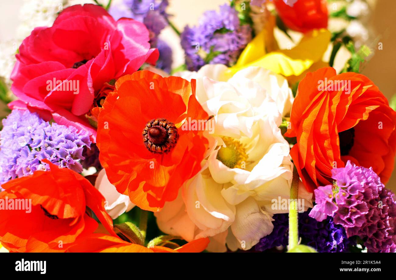 Bouquet of live multicolored ranunculus. Close-up of flowers with vibrant color. Several branches of immortelle in a bouquet Stock Photo