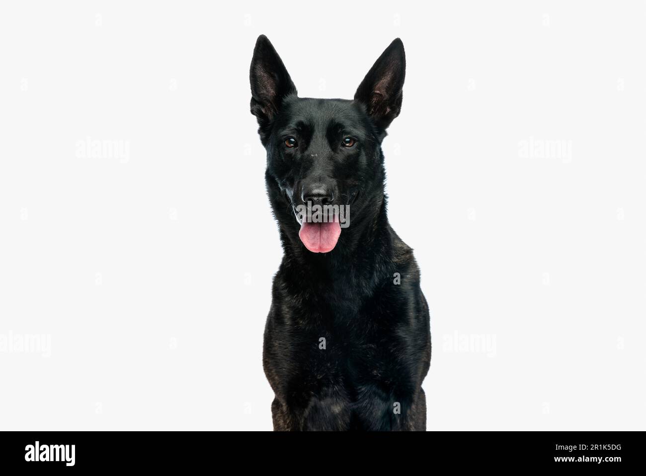 happy dutch shepherd dog sticking out tongue and panting while sitting