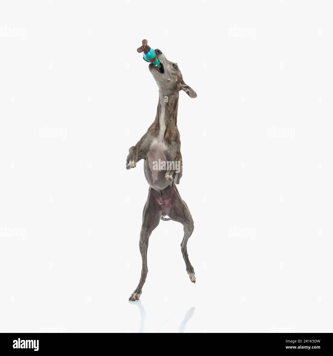 playful english hound dog standing on back legs and playing throw and