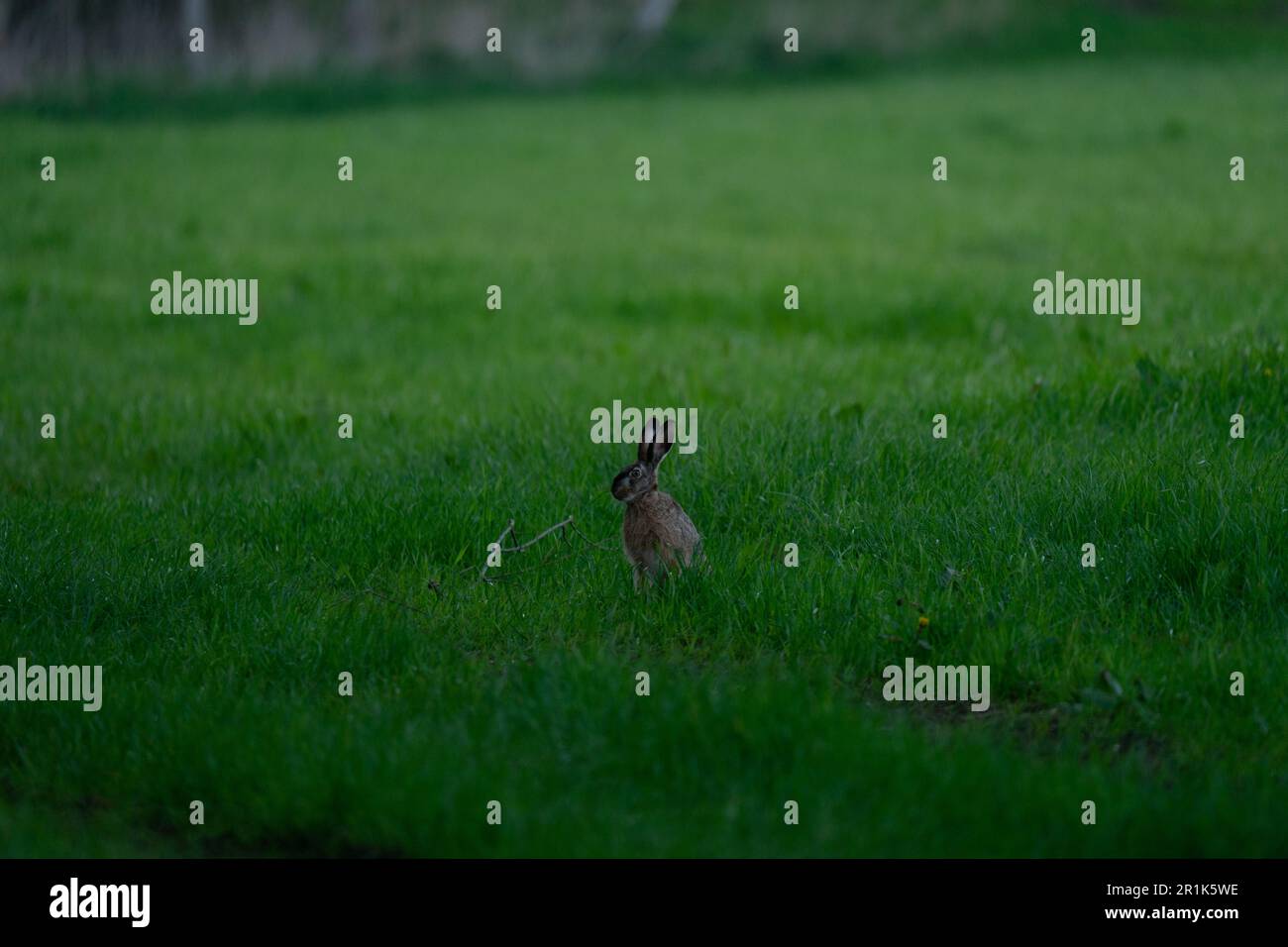 Rabbit sitting on a field during dusk Stock Photo