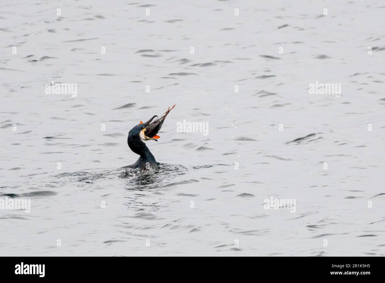 A cormorant, Phalacrocorax carbo, attempting to swallow a large fish it has just caught.  Off Yell, Shetland. Stock Photo
