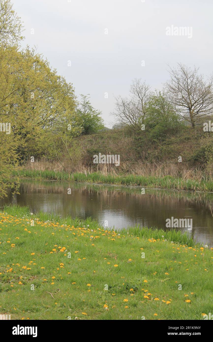 View across the Selby canal from the towpath, on a early spring day  North Yorkshire UK Stock Photo
