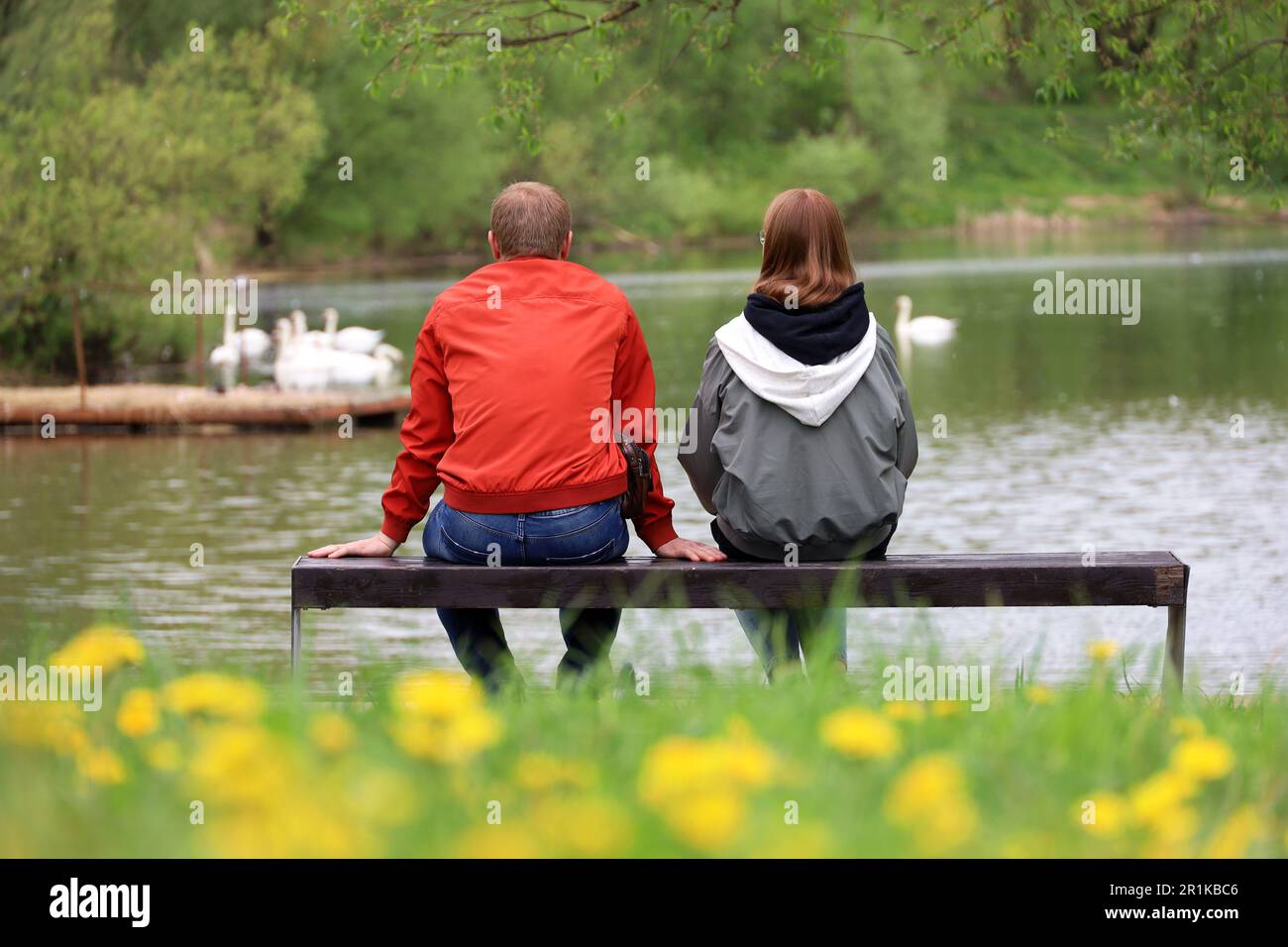 Couple sitting on a bench in spring park, view through dandelion flowers. Man and woman looking at white swans swimming in a lake Stock Photo