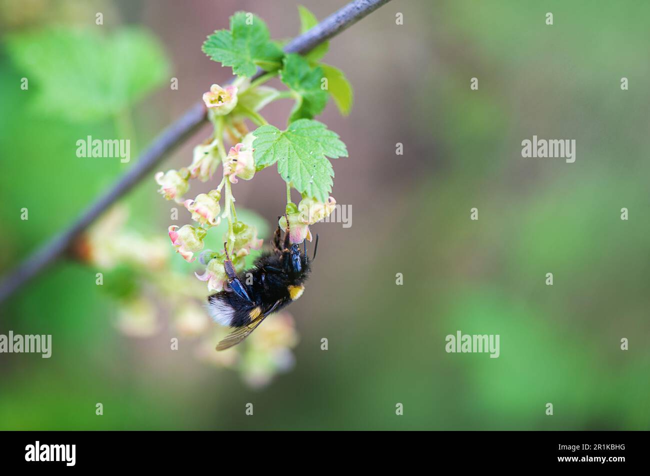 Close up bumblebee, the buff-tailed bumblebee or large earth bumblebee ...