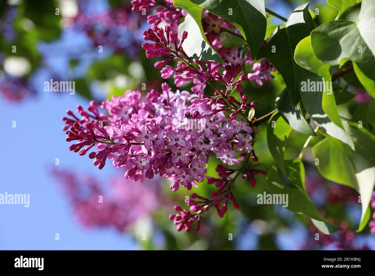 Lilac flowers on a bush. Spring blossom and green leaves in sunny day Stock Photo