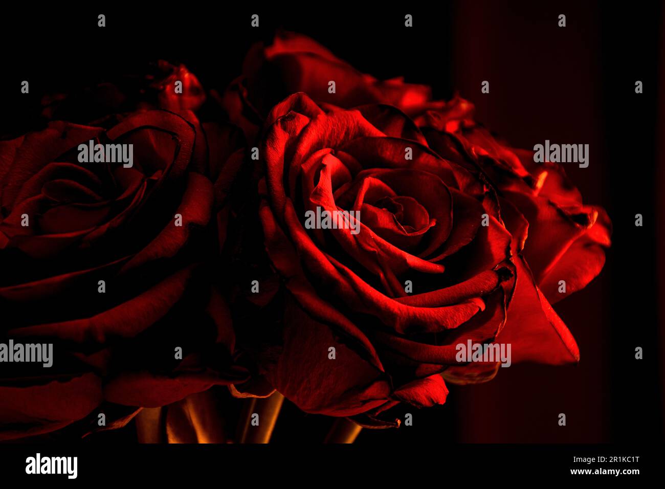 Intimate roses hi-res stock photography and images - Alamy