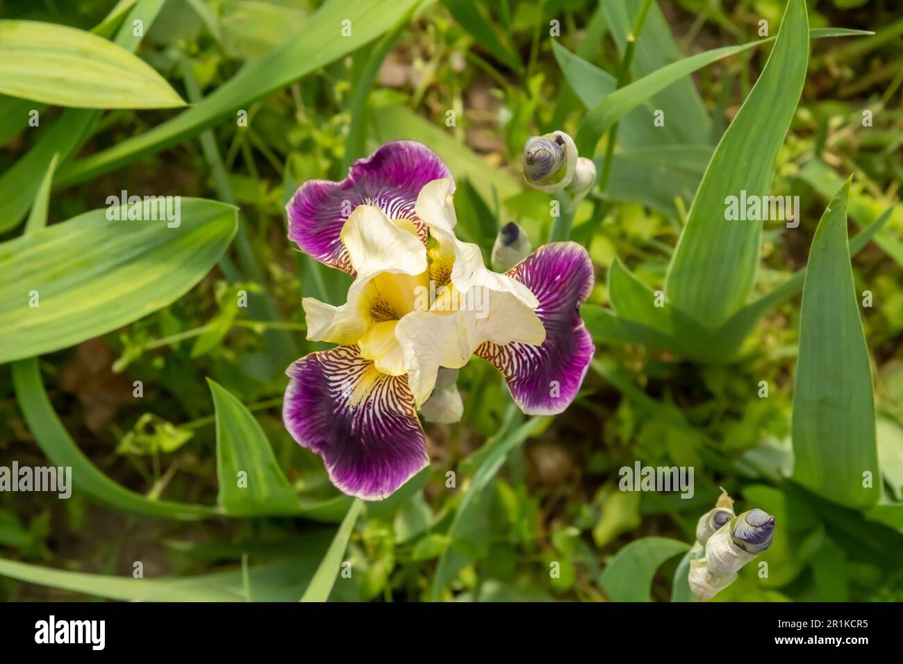 Purple iris plant, top view Stock Photo - Alamy