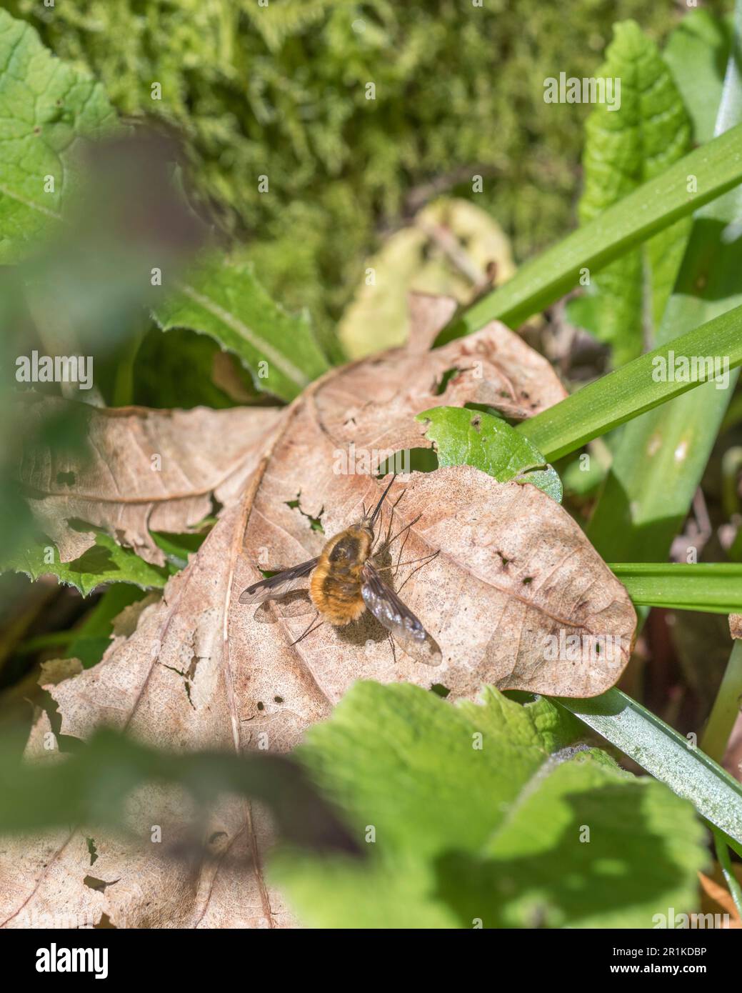 Fluffy orange Dark-Edged Bee-fly / Bombylius major resting on leaf in sunshine. Bee flies are a parasitic species, and do not sting like bees proper. Stock Photo