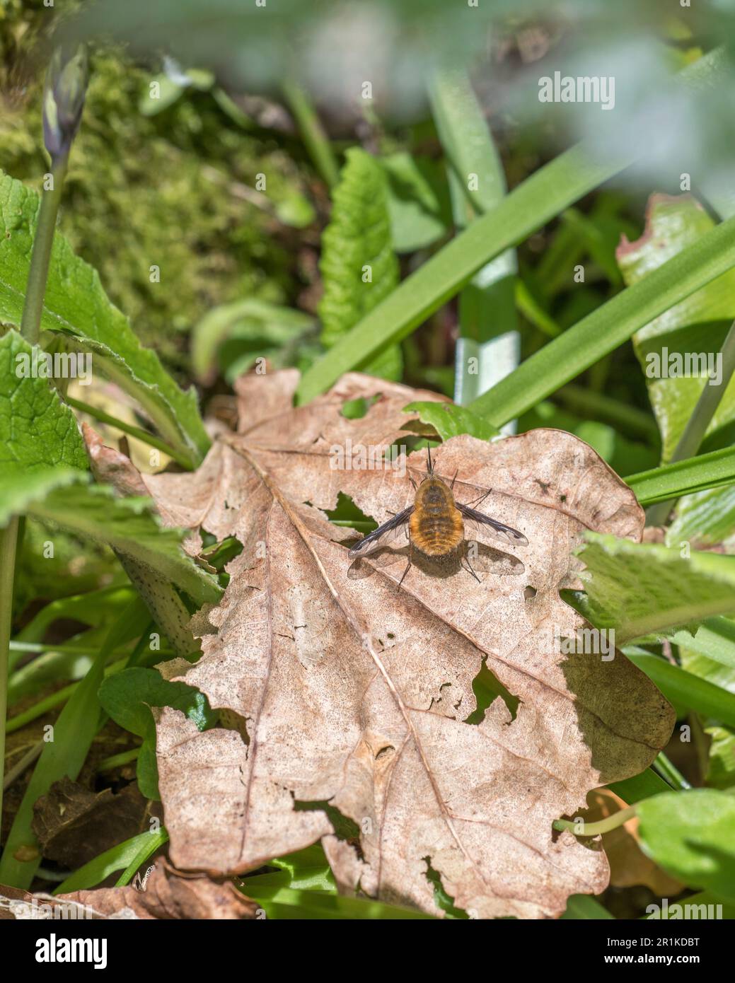 Fluffy orange Dark-Edged Bee-fly / Bombylius major resting on leaf in sunshine. Bee flies are a parasitic species, and do not sting like bees proper. Stock Photo