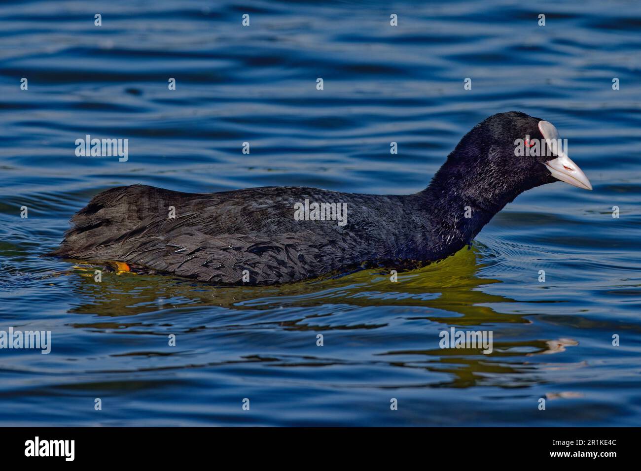 Eurasian Coot Stock Photo