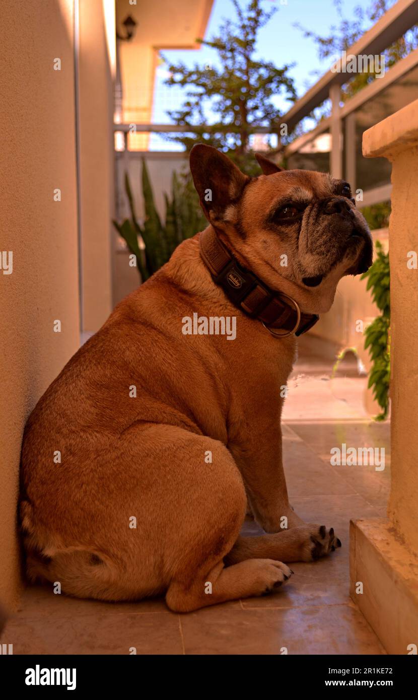 A beige french bulldog sits on a balcony. The brown collar on the neck and muzzle of the dog looks into the distance.Pots of flowers in the background Stock Photo