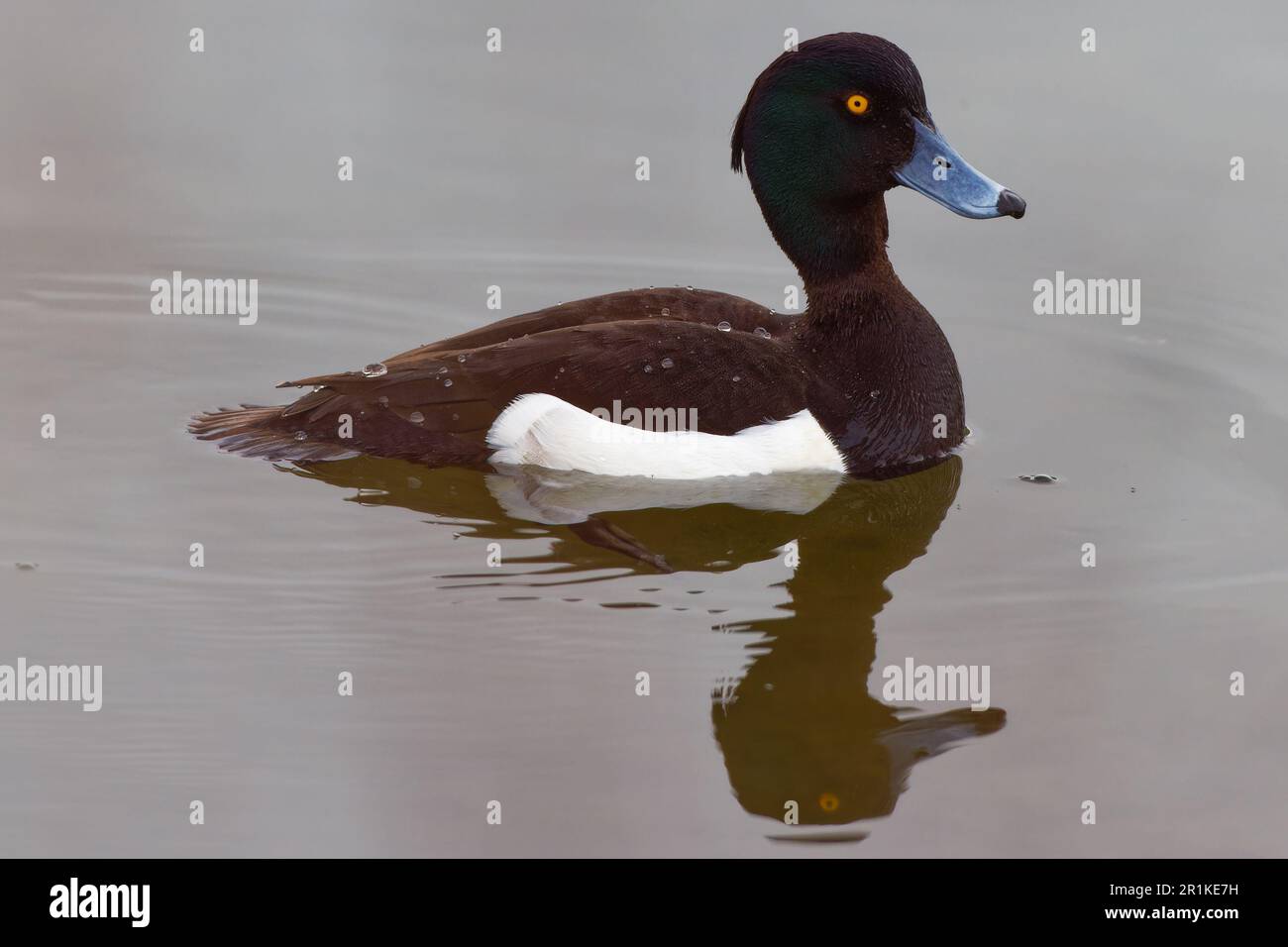 Tufted duck Stock Photo