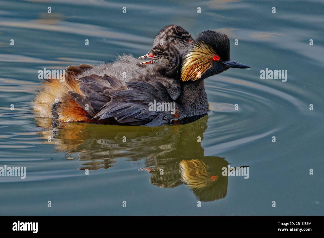 Black-necked grebe Stock Photo