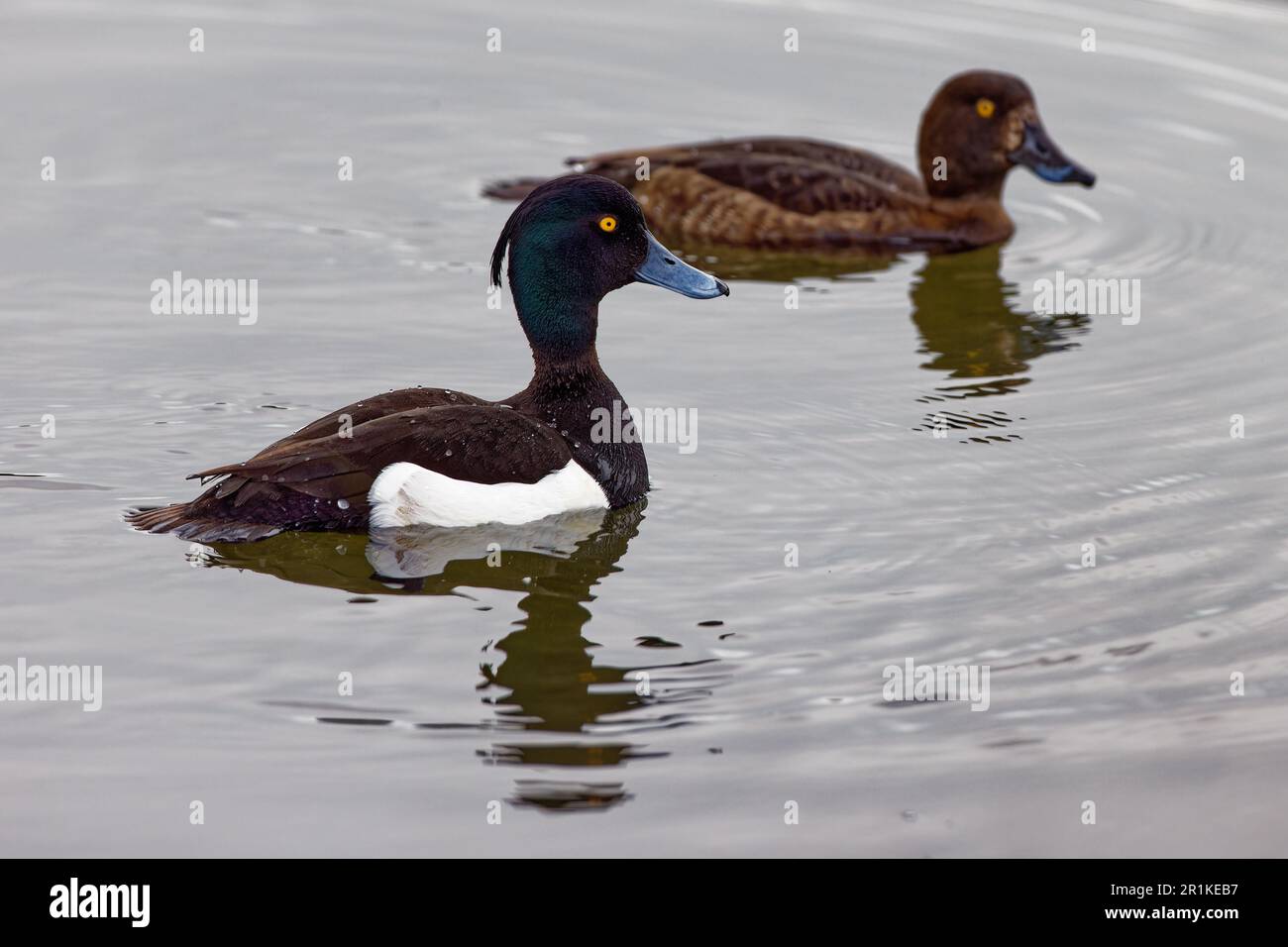 Tufted duck Stock Photo