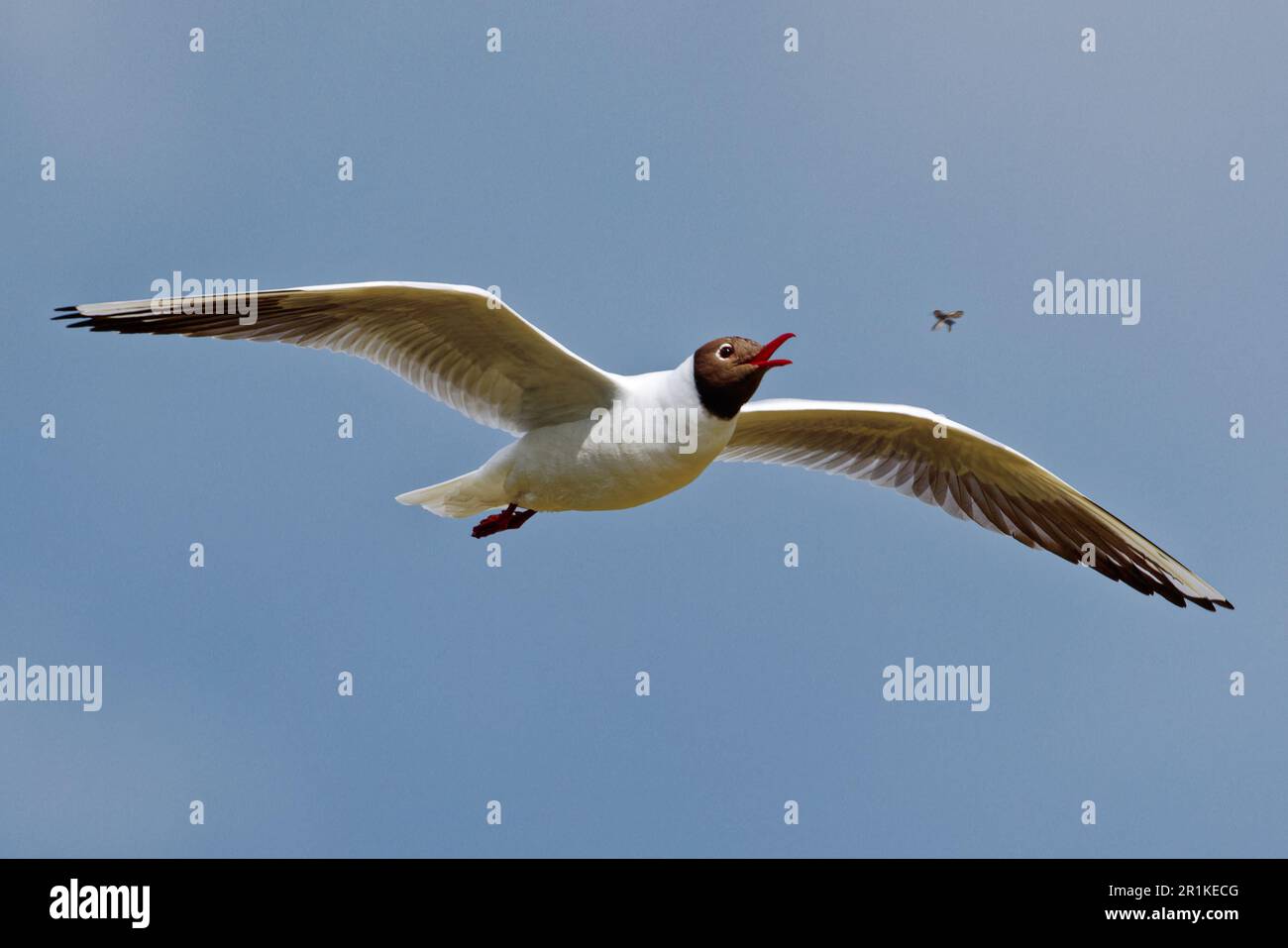 Black-Headed Gull Catching Fly Stock Photo