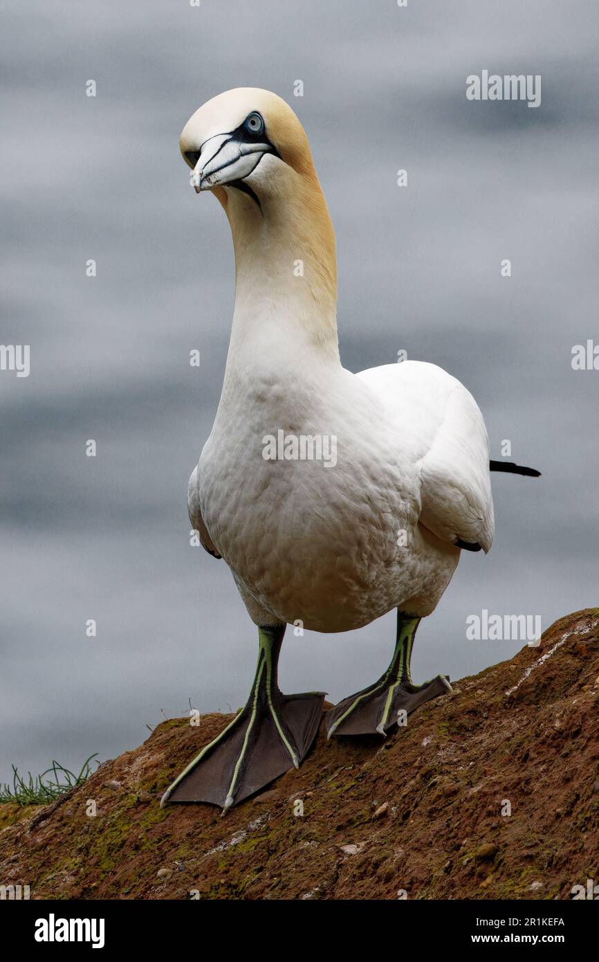 Northern Gannet Stock Photo