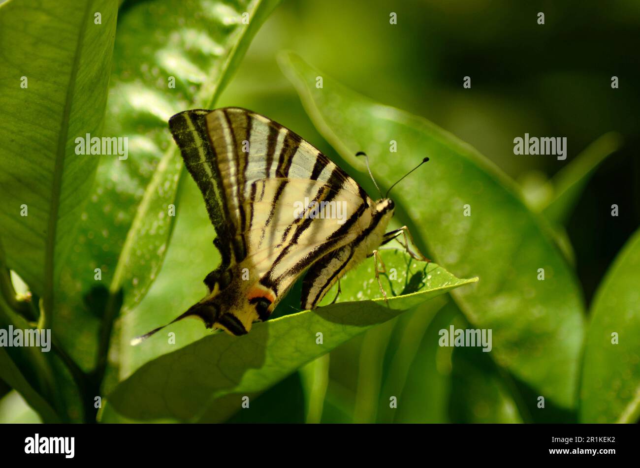 A black and white butterfly sits on a tree branch under the rays of the sun. The green leaves of the tree shine through in the sun. Stock Photo