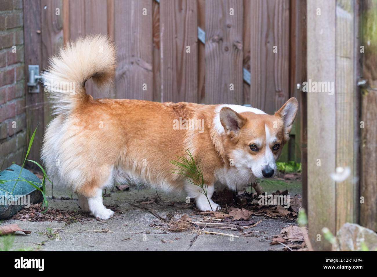 Young adult Welsh Corgi Pembroke dog in the garden Stock Photo