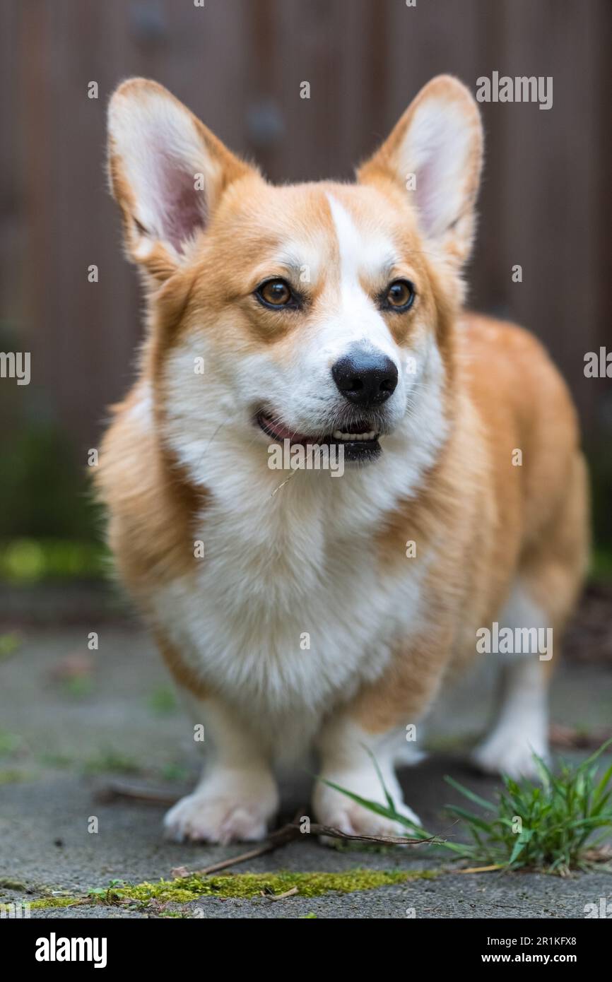 Young adult Welsh Corgi Pembroke dog Stock Photo