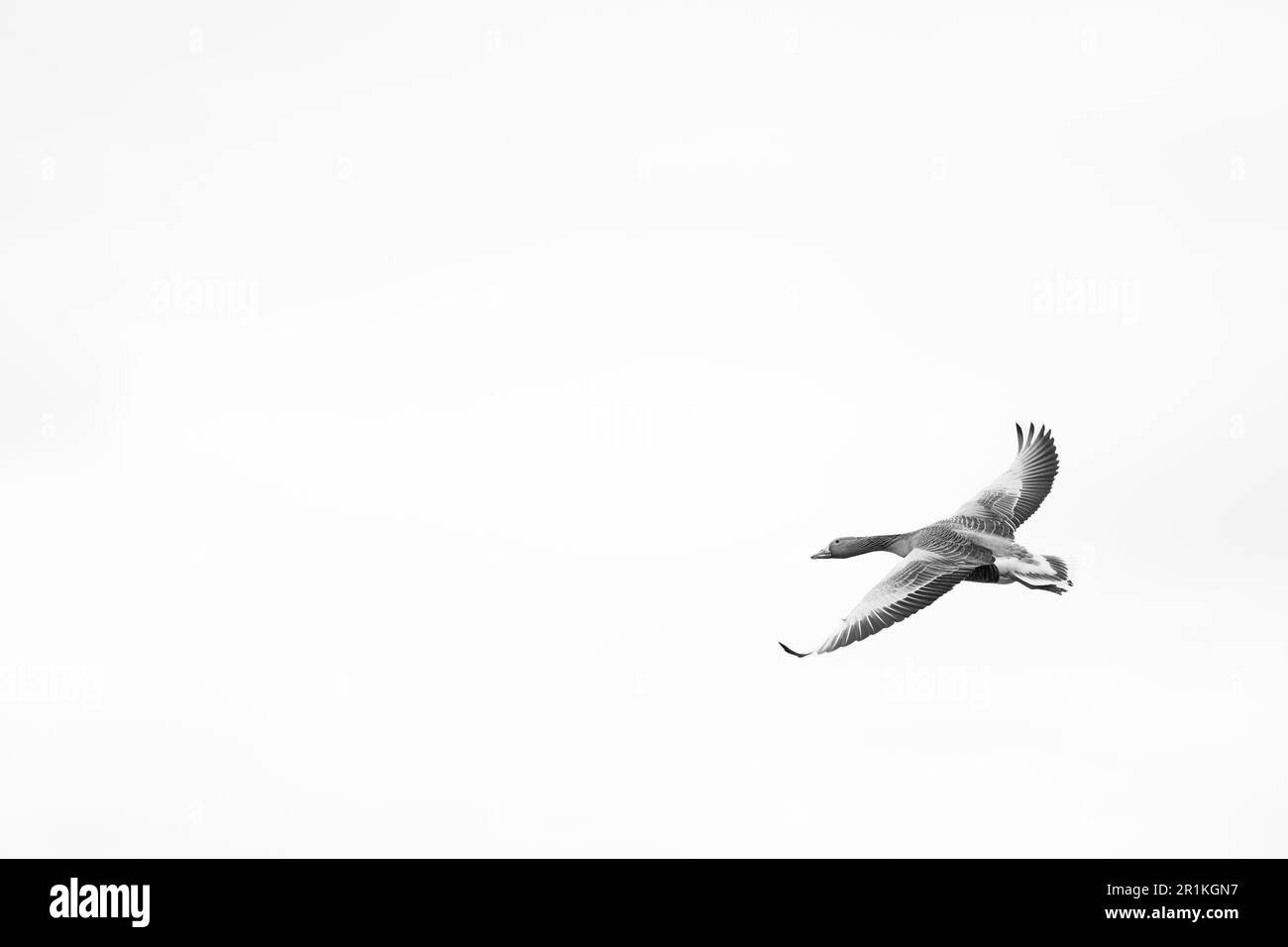 High Key photograph of a Greylag Goose (Anser anser) in flight. May