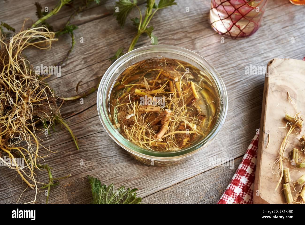 Fresh nettle roots macerating in alcohol - preparation of herbal ...
