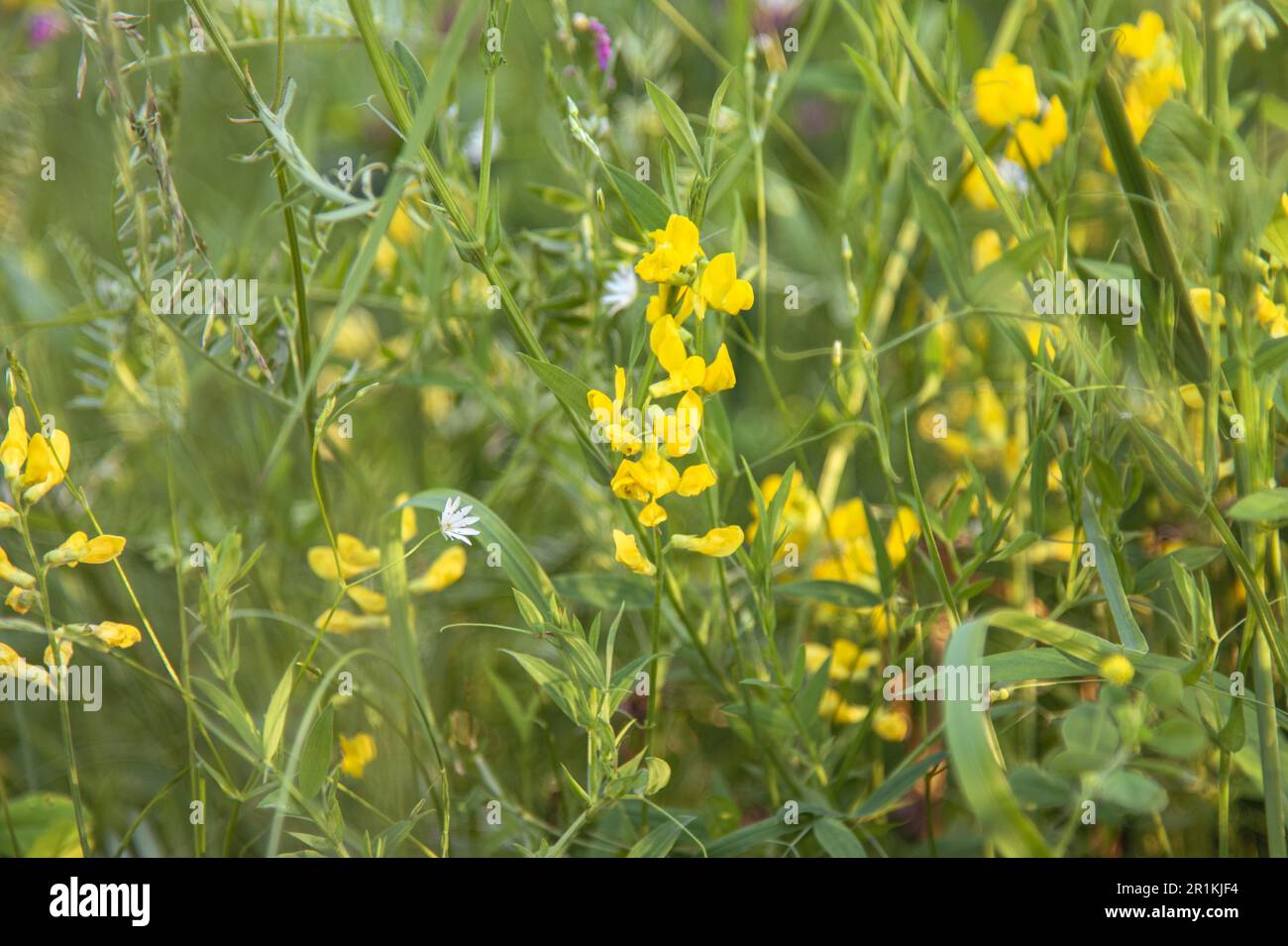 Blossoming Lathyrus pratensis or meadow vetchling,  also yellow pea or meadow pea in the field at summer Stock Photo