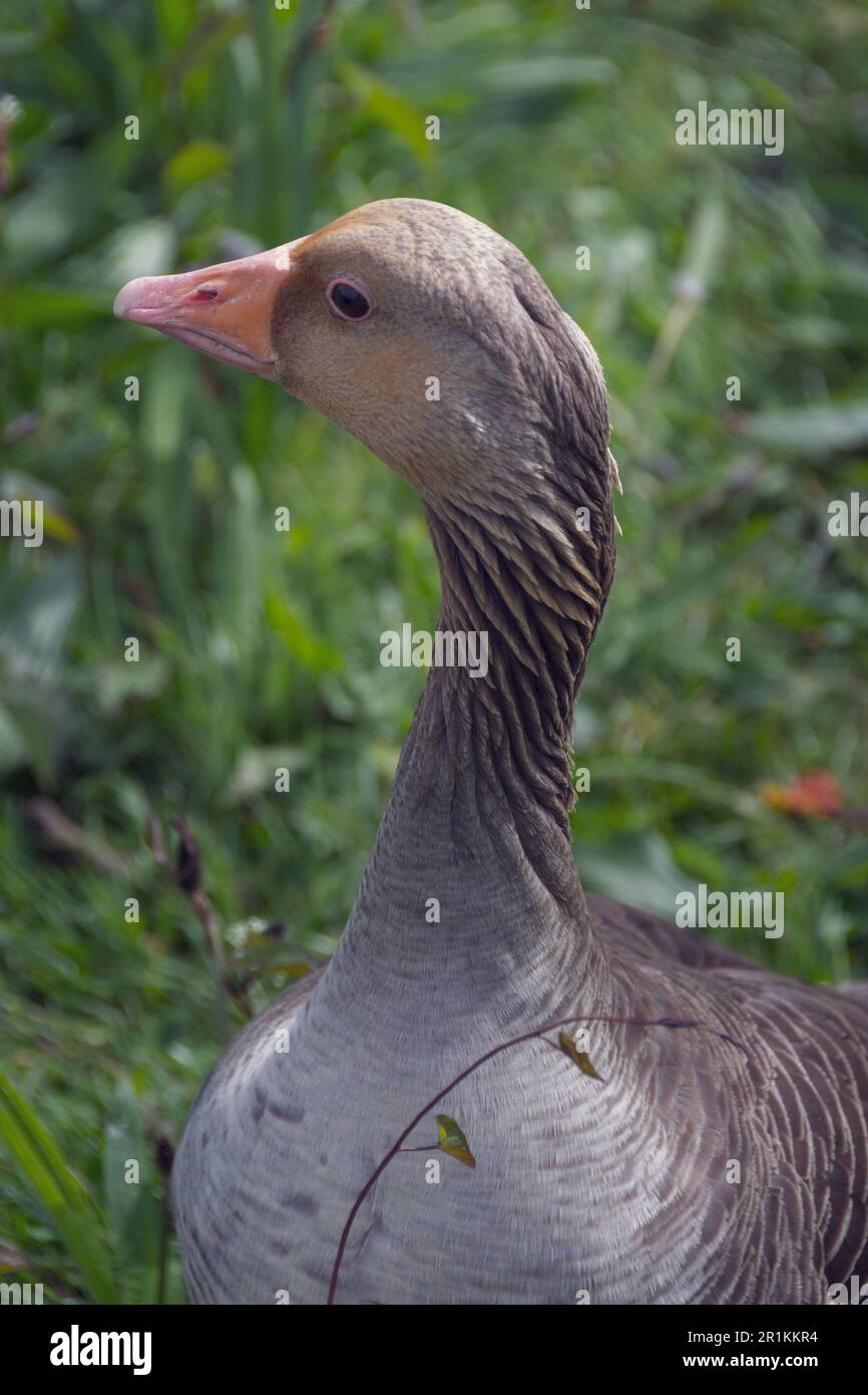 Greylag Goose in grass. wild geese native to the UK and Europe. Stock Photo