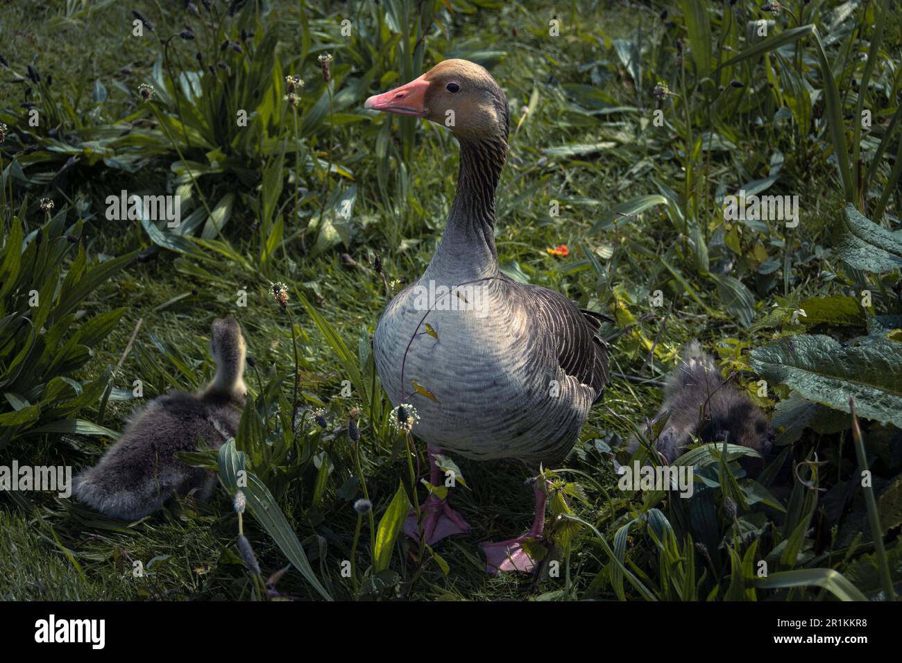 Greylag Goose with young goslings. wild geese native to the UK and Europe Stock Photo