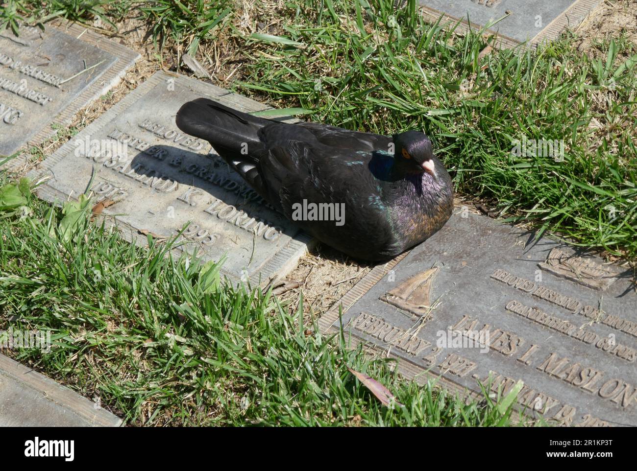 Los Angeles, California, USA 12th May 2023 Pigeon in Canaan at Hillside