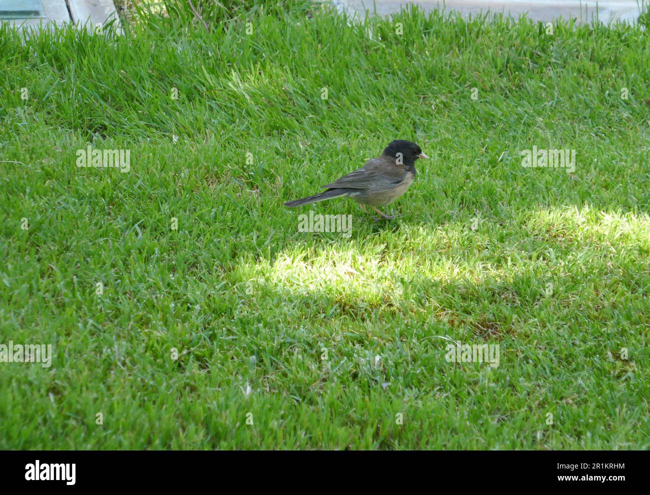 Los Angeles, California, USA 12th May 2023 Bird in Canaan at Hillside