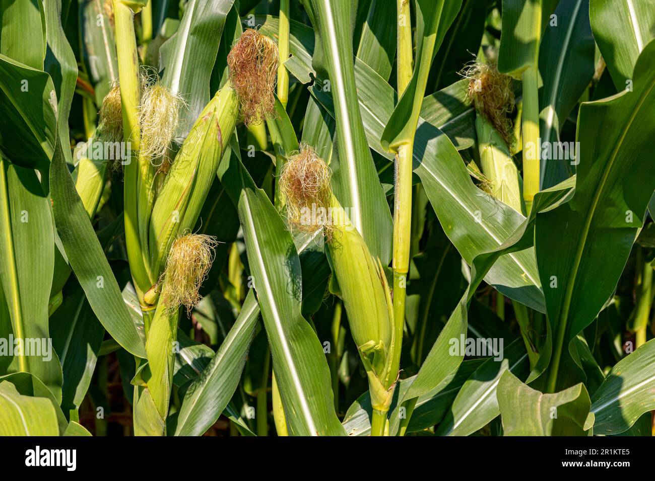 Cornfield with corn ear and silk growing on cornstalk. Ethanol, farming