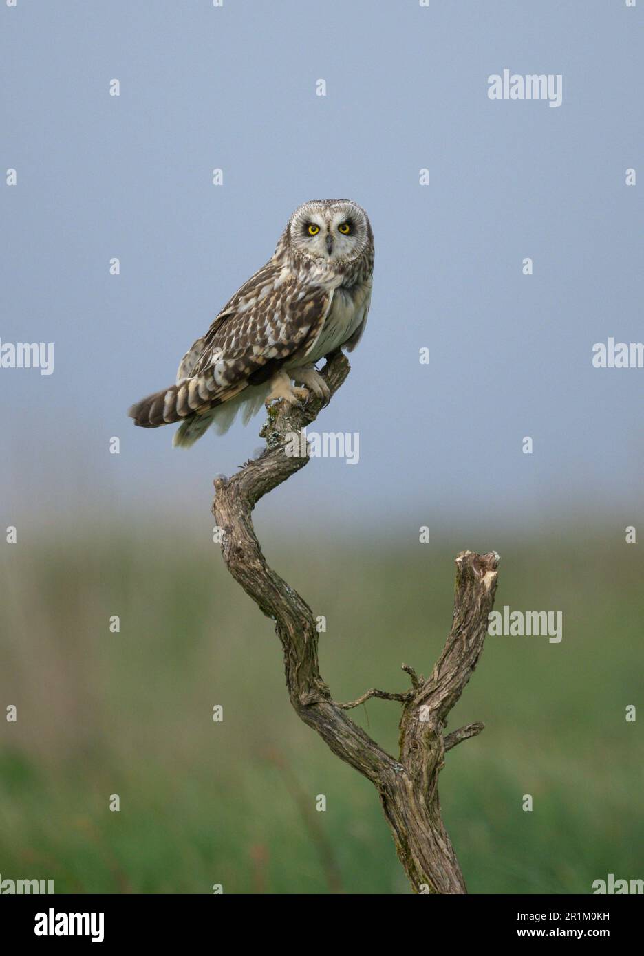 Short Eared Owl (Asio Flammeus) takes a rest period on a tree branch from hunting prey during early evening on heathland in Cornwall Stock Photo