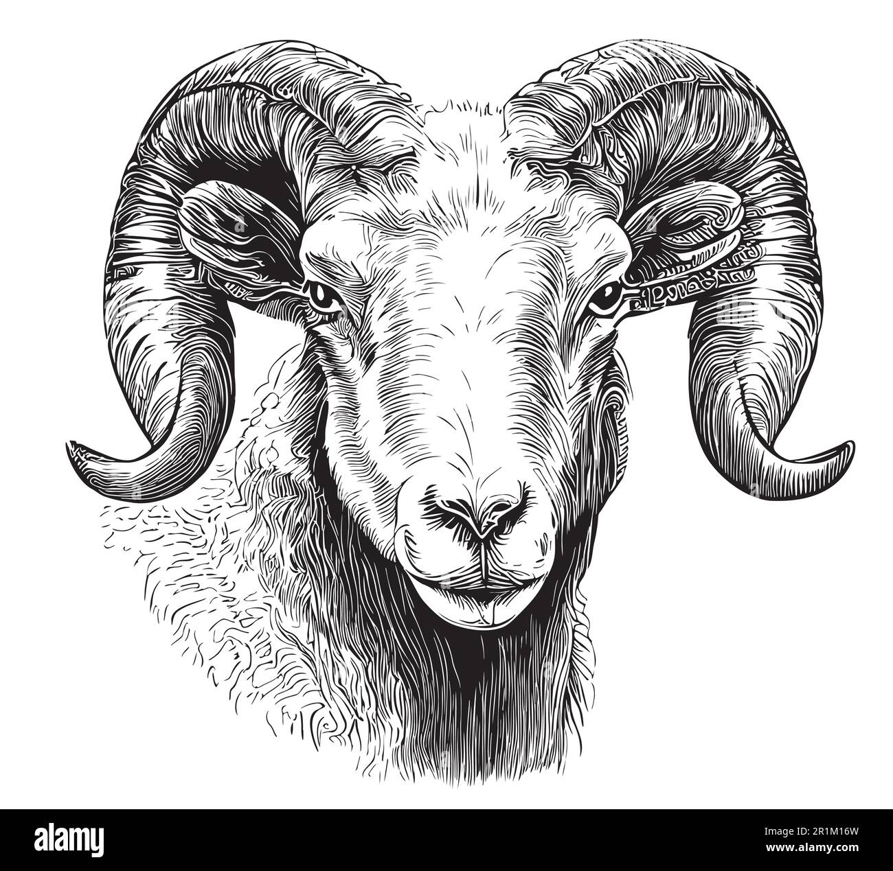 Ram face sketch hand drawn in doodle style illustration Stock Vector Image  & Art - Alamy