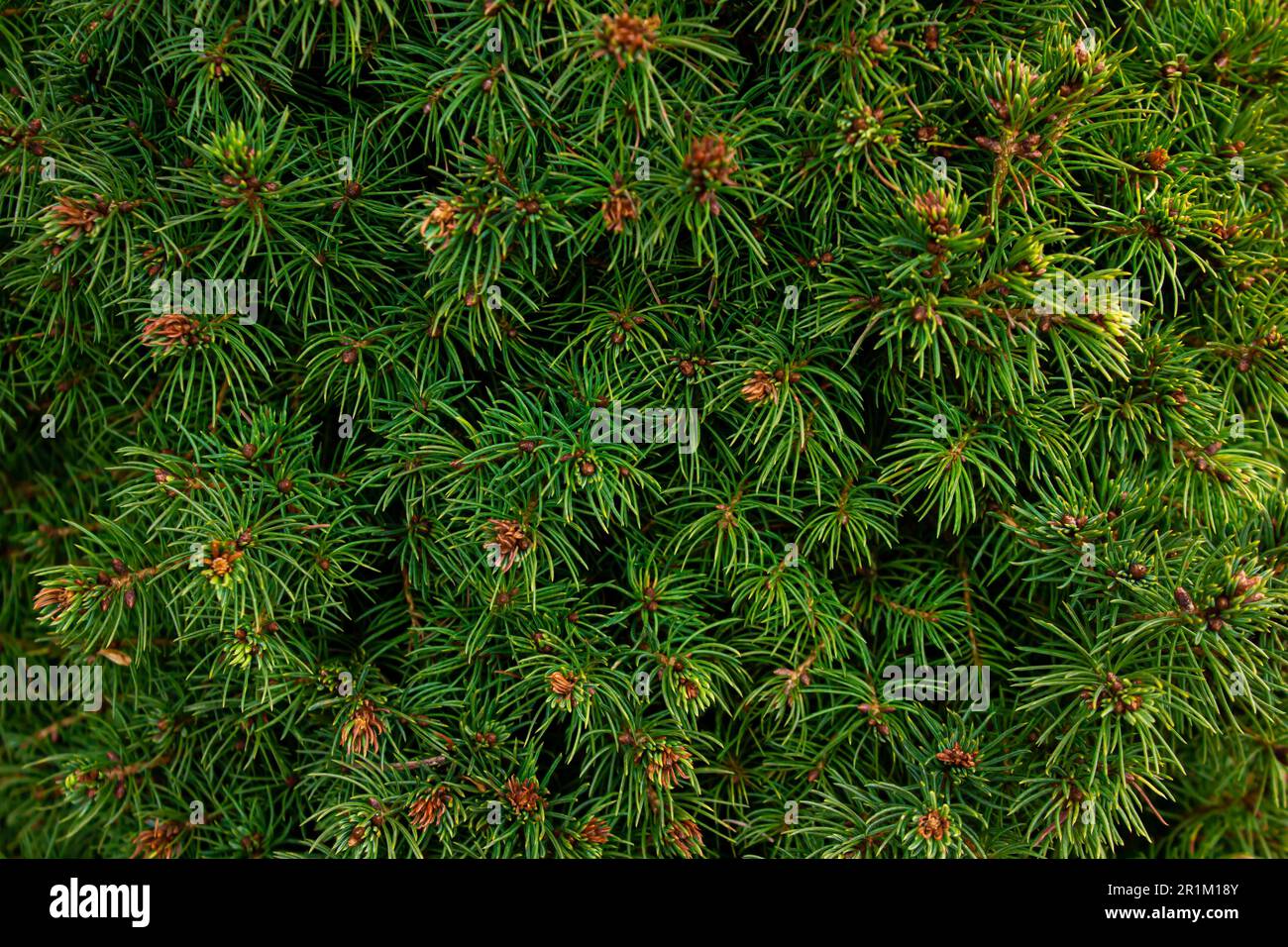 Picea glauca Conica dwarf decorative coniferous evergreen tree background. White spruce, Canadian spruce, skunk, Black Hills, western white, Alberta w Stock Photo