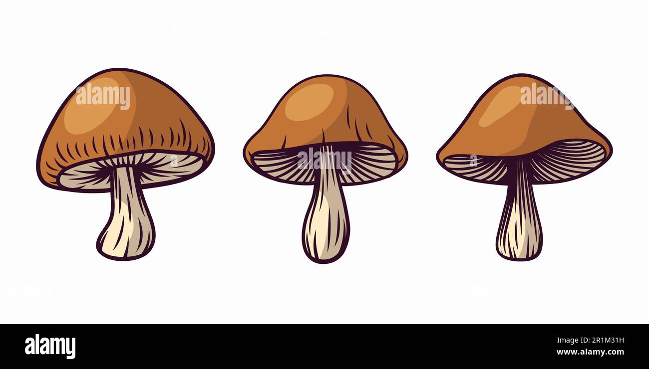 Fungo Desenho Cogumelo Brown cap boletus, cogumelo, Pintura em aquarela,  comida png