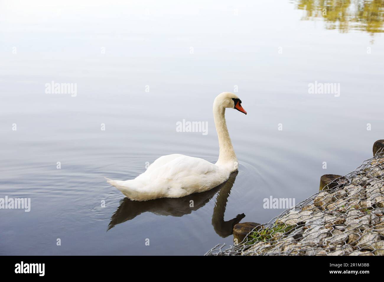 Beautiful white swan swimming in lake outdoors Stock Photo - Alamy