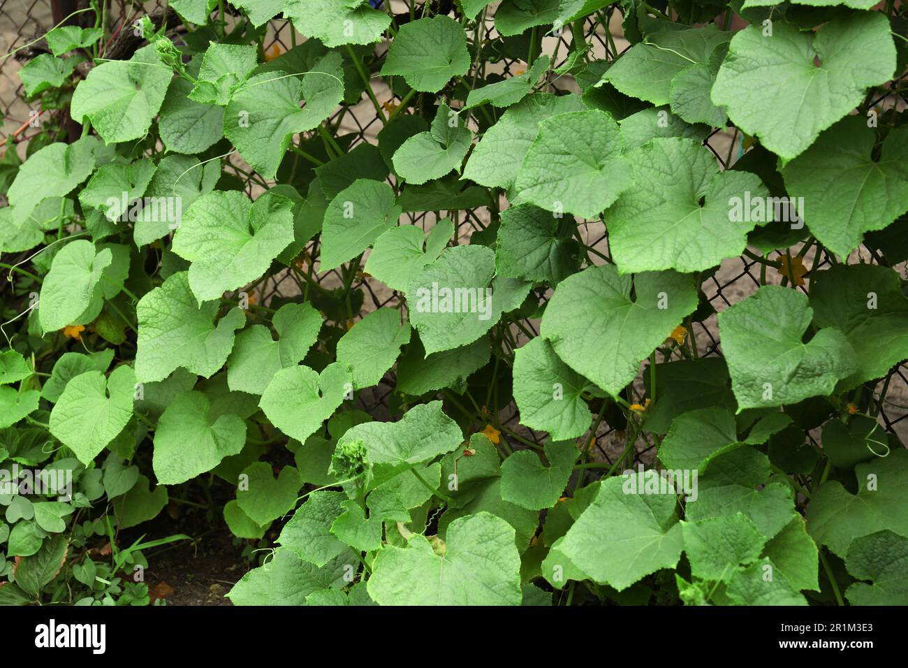 Cucumber plants on chain link fence outdoors Stock Photo Alamy