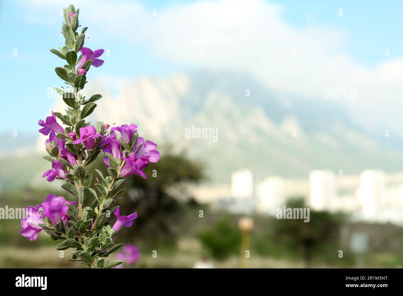 Beautiful wild plant with blooming purple flowers and blurred city near mountain on background, space for text Stock Photo