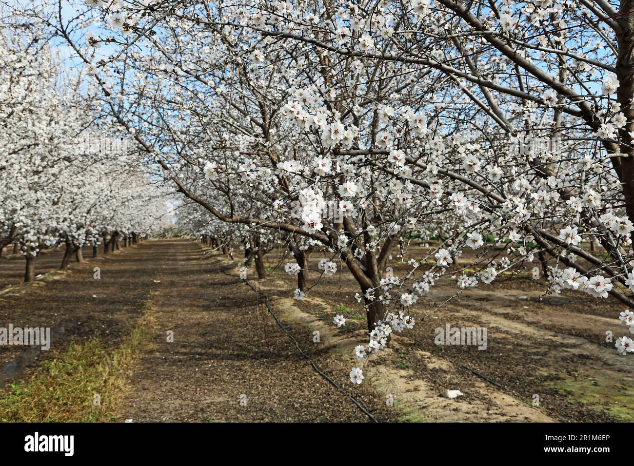 Almond blossom in orchard California Stock Photo Alamy