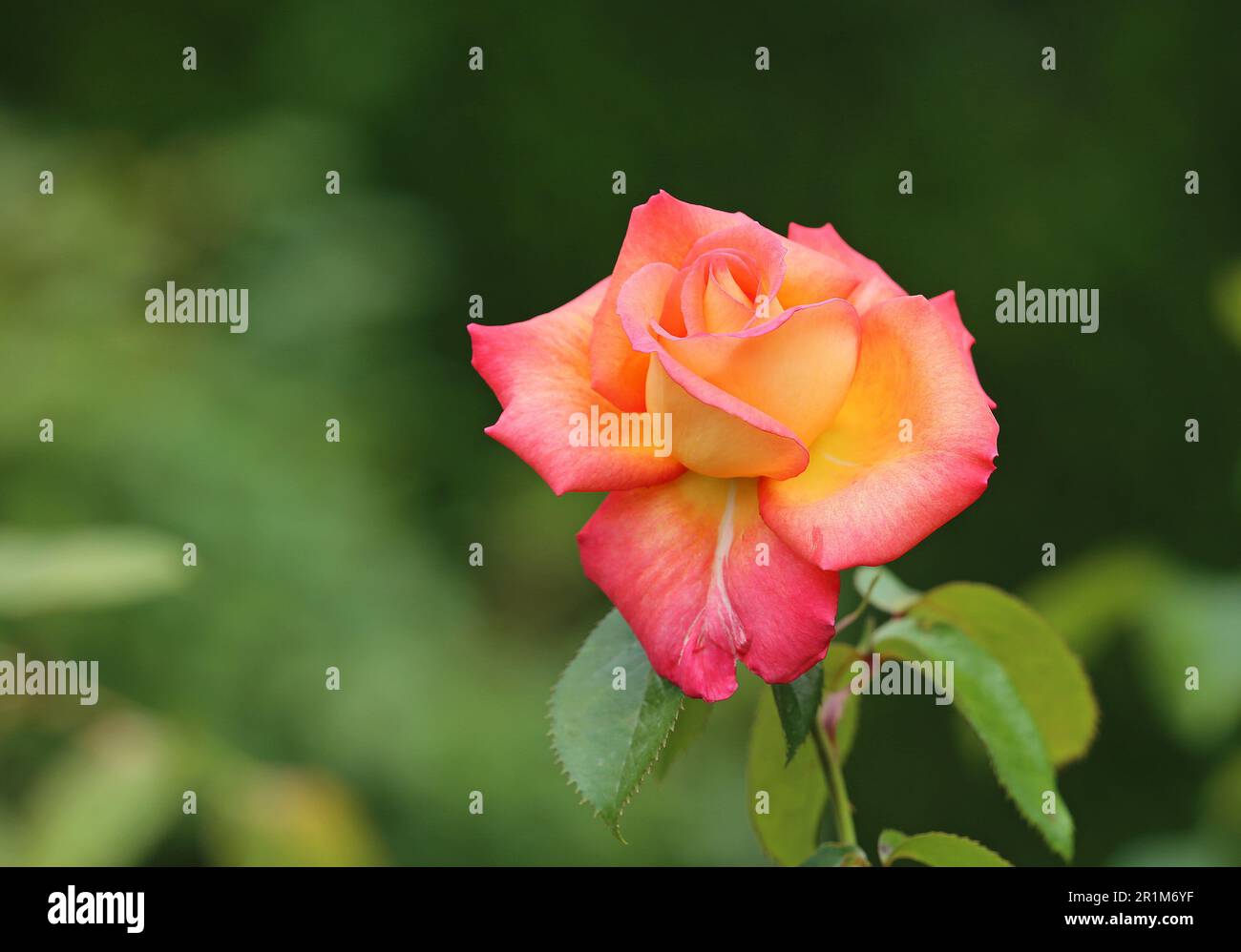 Delicate rose hi-res stock photography and images - Alamy
