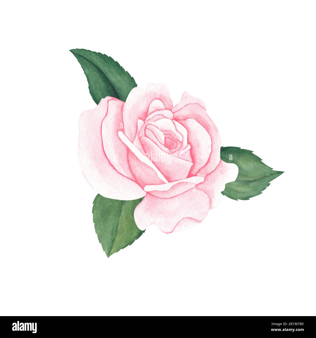 Pink rose with green leaves. Colorful watercolor floral composition ...